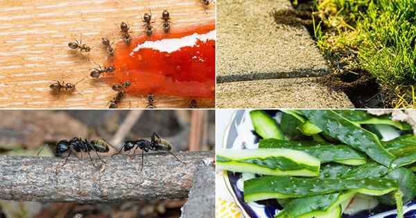 21 formas de deshacerse de las hormigas carpinteras de hogares y jardines