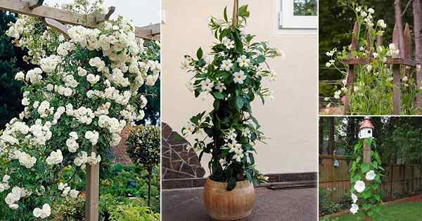 22 meilleures vignes avec des fleurs blanches | Plantes grimpantes avec des fleurs blanches