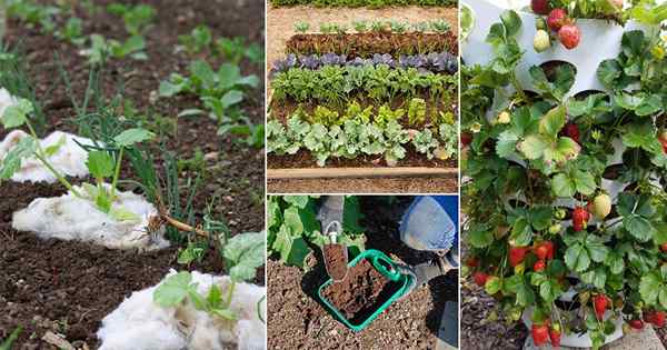 22 hacks de jardinage pour la récolte spectaculaire