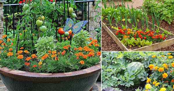 22 marigold dalam gambar kebun sayur
