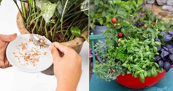 22 Hacks rápidos de jardín de cero dólar | Consejos de jardinería