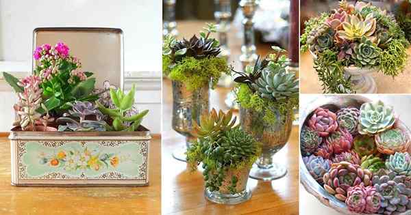 23 Idea Gabungan Succulent Indoor Cantik