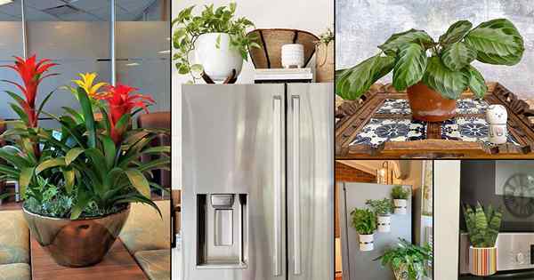 24 Houseplants Anda dapat tumbuh di atas lemari es