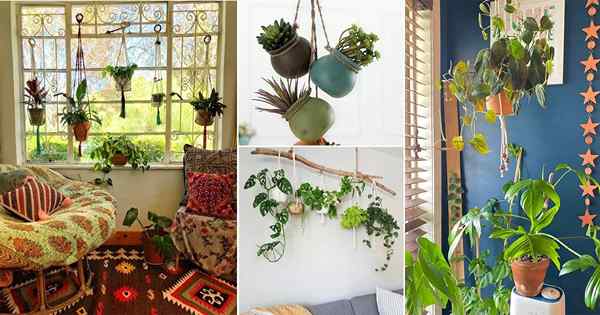 24 Idées de plants d'intérieur suspendues à la maison sur Instagram