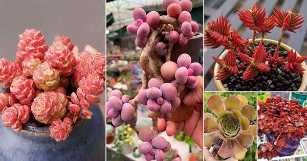 24 suculentas de Roseum más hermosas que puedes cultivar!