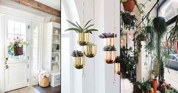 24 atemberaubende Bilder von hängenden Innenpflanzen am Eingang