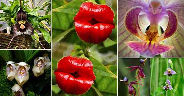 24 einzigartige Blumen, die wie Dinge aussehen