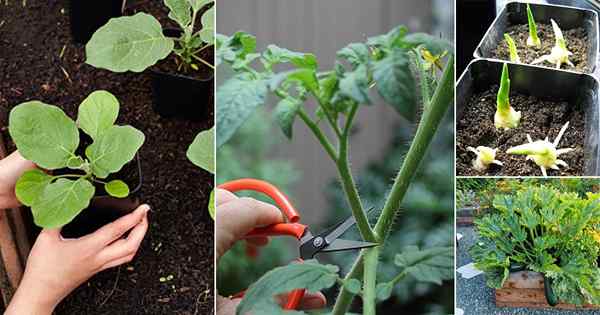 24 Gemüse, die aus Stecklingen wachsen! Nummer 4 wird Sie überraschen!