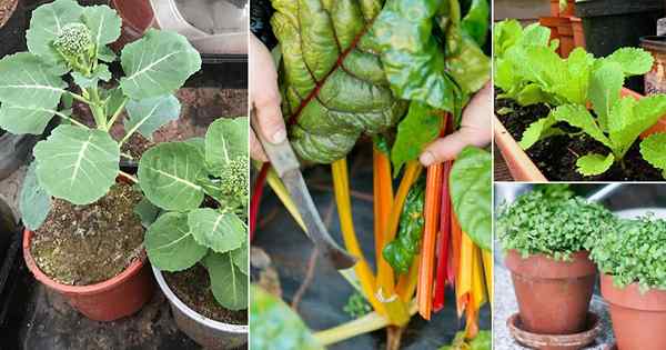 25 Meilleurs «Coupez et reviennent les légumes» pour beaucoup de récolte!