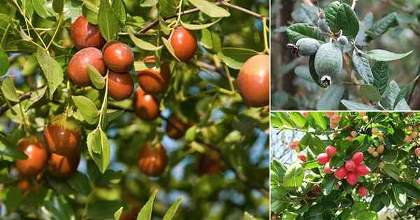 25 mejores árboles frutales tolerantes a la sequía | Árboles frutales de bajo mantenimiento