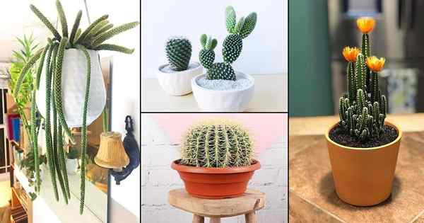25 Beste Kaktuspflanzen in Innenräumen für Zuhause