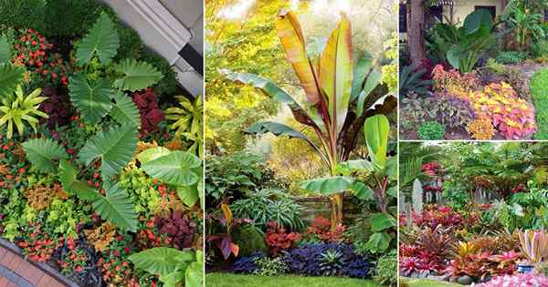 25 idées de lit de jardin tropical fou que vous souhaitez copier