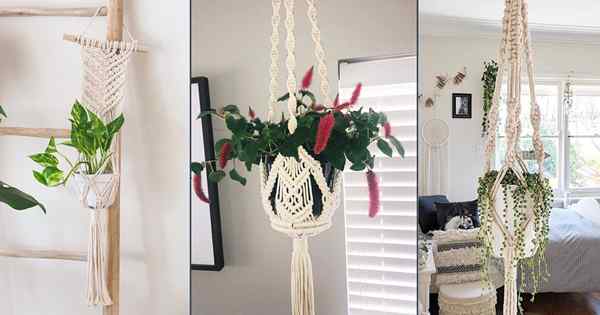 25 plantas de interior para crecer en perchas de macramé