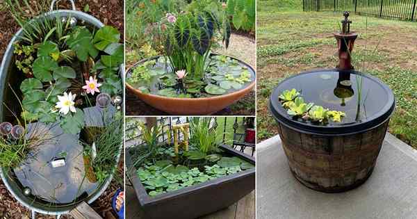 25 Spektakuläre Outdoor -Mini -Wassergarten Ideen