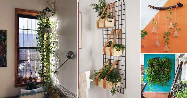 26 façons fantastiques de suspendre les plantes sur le mur comme des pros