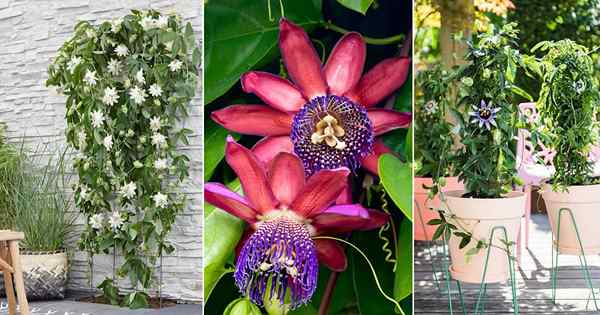 26 jenis tanaman merambat gairah | Varietas Bunga Gairah Terbaik