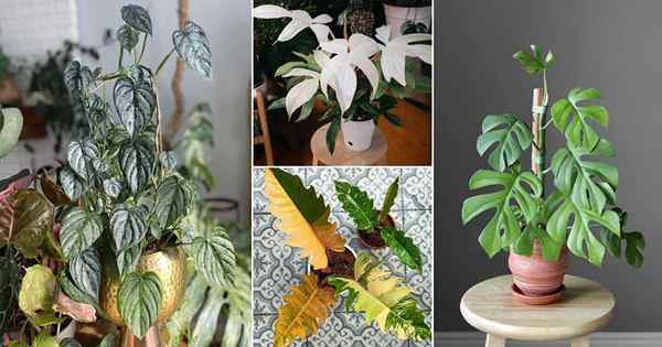 27 Beste Arten von Philodendron -Pflanzen, die Sie drinnen wachsen können