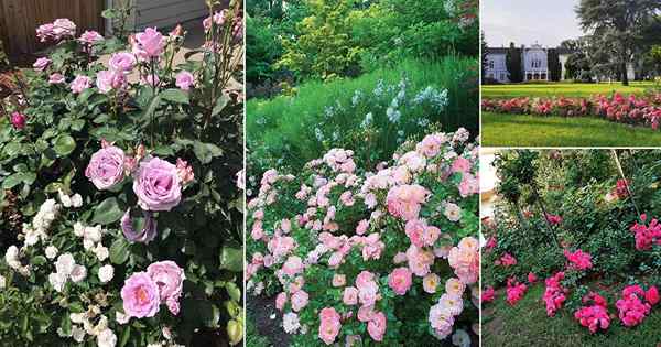 29 gambar mawar penutup tanah terbaik dari Instagram
