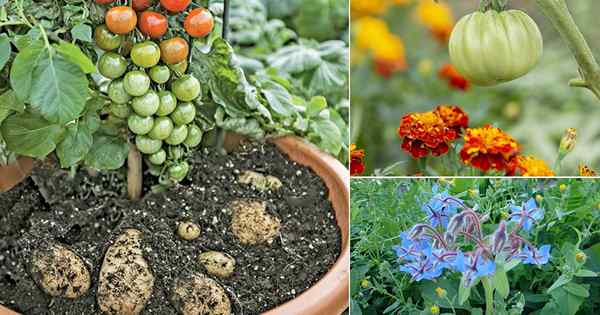 29 plantas para crecer con tomates | Las mejores plantas de tomate compañeros