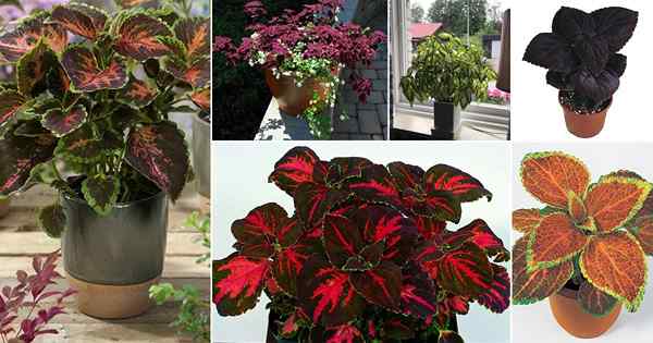 30 meilleures variétés de Coleus pour grandir | Différents types de plantes Coleus