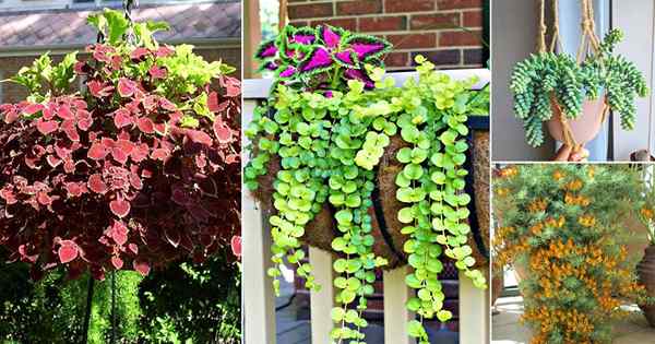 30 tumbuhan dedaunan terbaik untuk menggantung bakul dan kotak tingkap