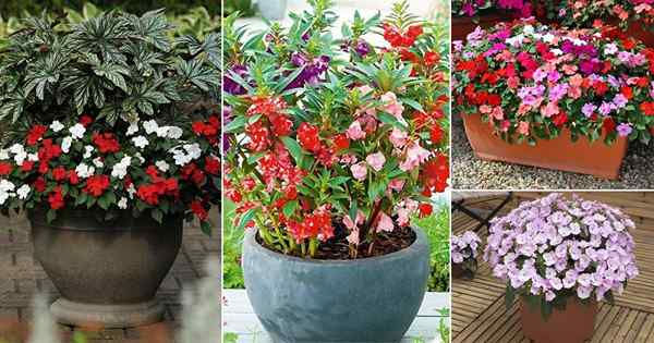 30 Jenis Impatiens Terbaik | Varieti Impatiens