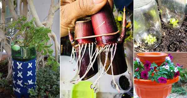 30 Ideas de jardinería presupuestarias increíbles | Ideas de jardín con un presupuesto