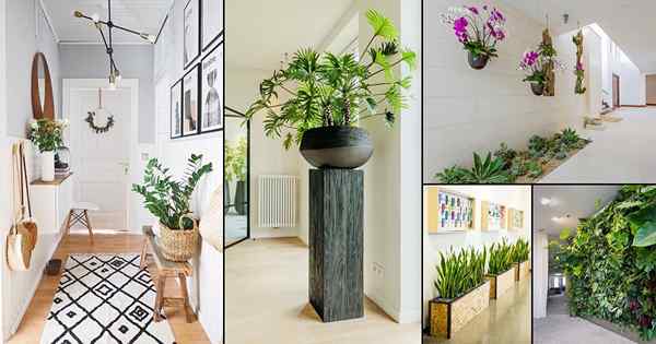 30 Ideas de decoración del corredor fascinante con plantas