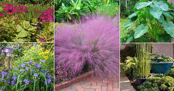 30 plantes aimantes d'humidité pour un sol détrempé et humide