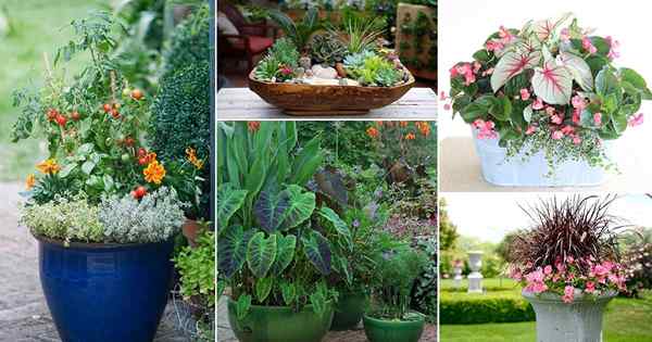 30 Pomysły na kombinację roślin dla ogrodów kontenerowych | Ustalenia roślin