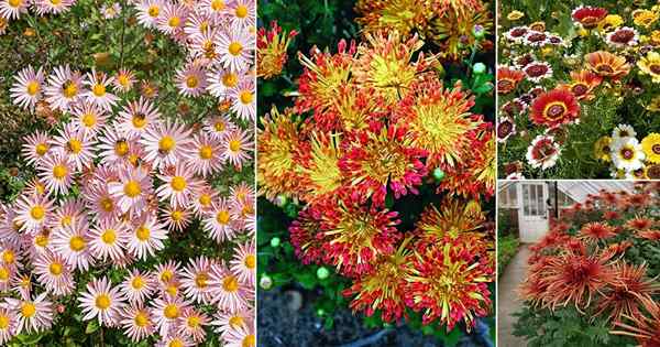 30 atemberaubende Arten von Chrysanthemen | Beste Chrysantheme -Sorten