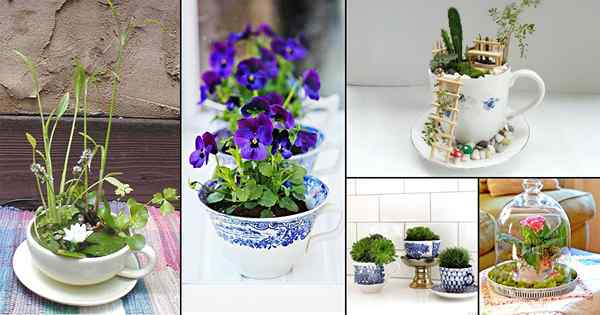31 Super Cute Diy Teacup Garden Ideas | Penanam Teacup Kreatif