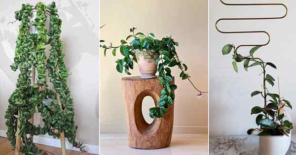 32 Idées incroyables de la plante Hoya pour les afficher avec style!