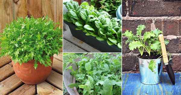 32 Les meilleurs légumes verts feuillues à pousser dans des récipients