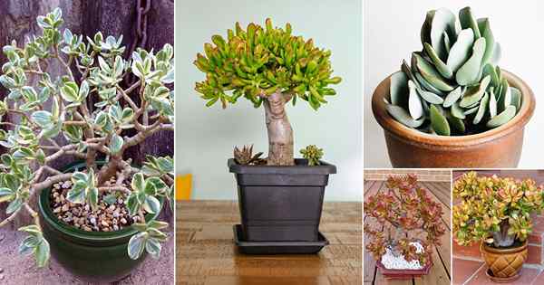 32 tipos de plantas de jade | Melhores variedades de jade