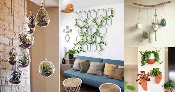 32 ide dekorasi tanaman gantung dinding