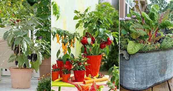 33 najlepsze warzywa pojemnika, które możesz łatwo rosnąć