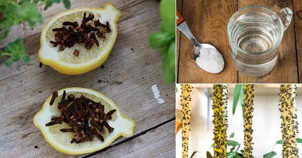 34 façons de se débarrasser des mouches | Comment se débarrasser des mouches naturellement