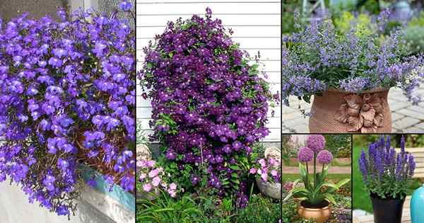 36 Arten von violetten Blüten | Beste violette Farbblumen