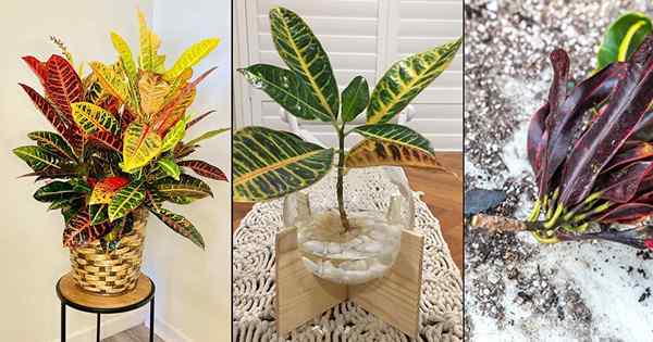 4 Melhores maneiras de propagar Croton facilmente