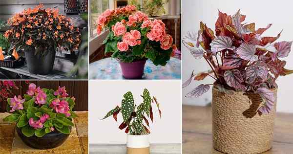 40 tipos y variedades de begonia sobresalientes para crecer en sombra e interiores