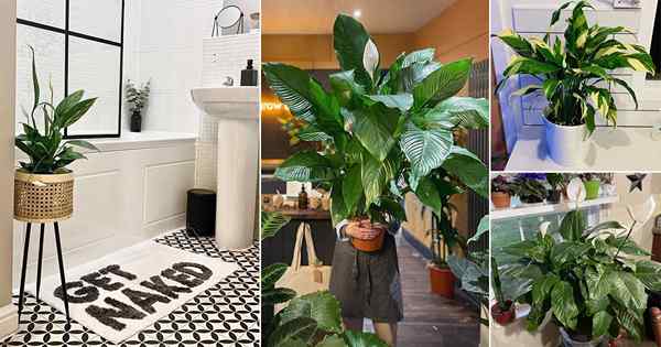 41 Pretty Peace Lily Pictures d'Instagram