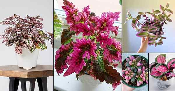 42 Pretty Pink Houseplants | Beste rosa Innenpflanzen