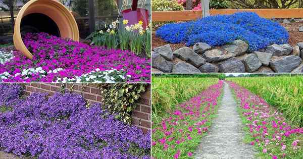 44 Melhores plantas de cobertura do solo com flores