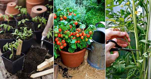 5 meilleures façons de propager les tomates | Propager les tomates