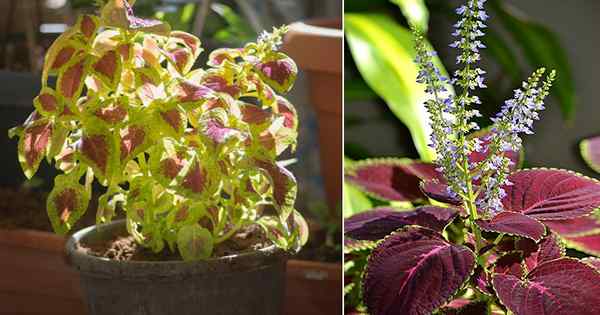 5 Dicas rápidas para cultivo de Coleus | Cultive as melhores plantas Coleus