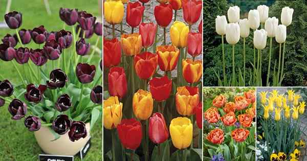 54 Arten von Tulpensorten | Beste Tulpen für Gärten