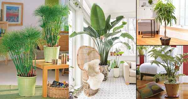 55 Beste Innenpflanzen für Wohnzimmer | Top -Zimmerpflanzen