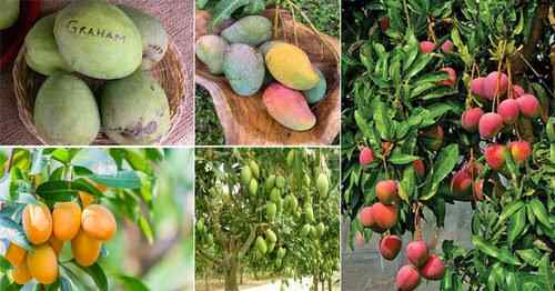 55 diferentes tipos de mangos | Mejores variedades de mango en el mundo
