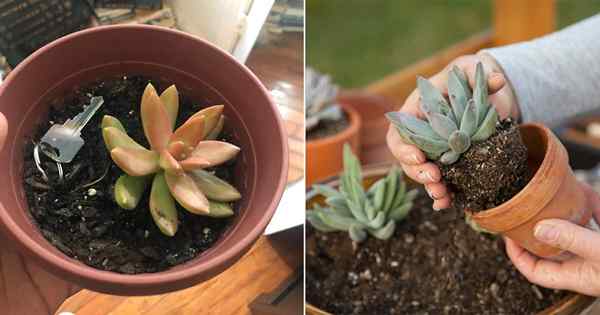 6 Kesalahan Tumbuh Succulent Tumbuh yang Dilakukan Setiap Tukang Kebun Baru